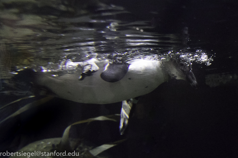 California Academy of Science 2019